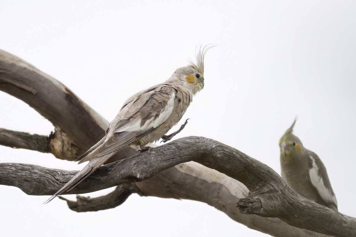 Cockatiel - ML647453198