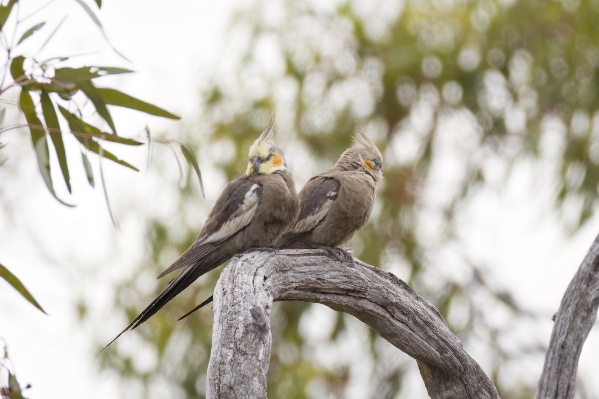 Cockatiel - ML647453199