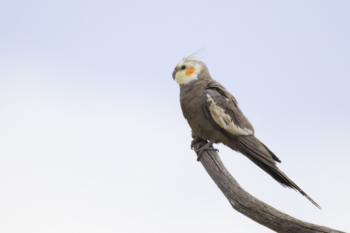 Cockatiel - ML647453200