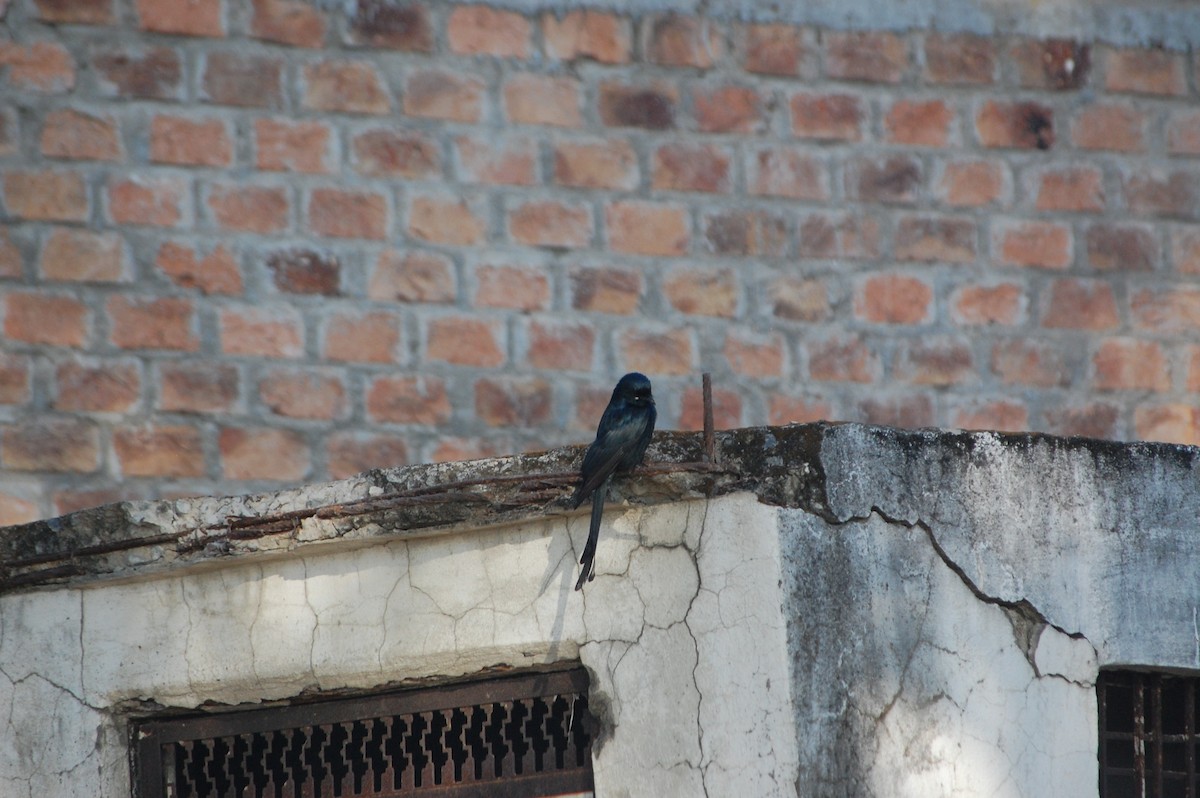 Black Drongo - ML647453201