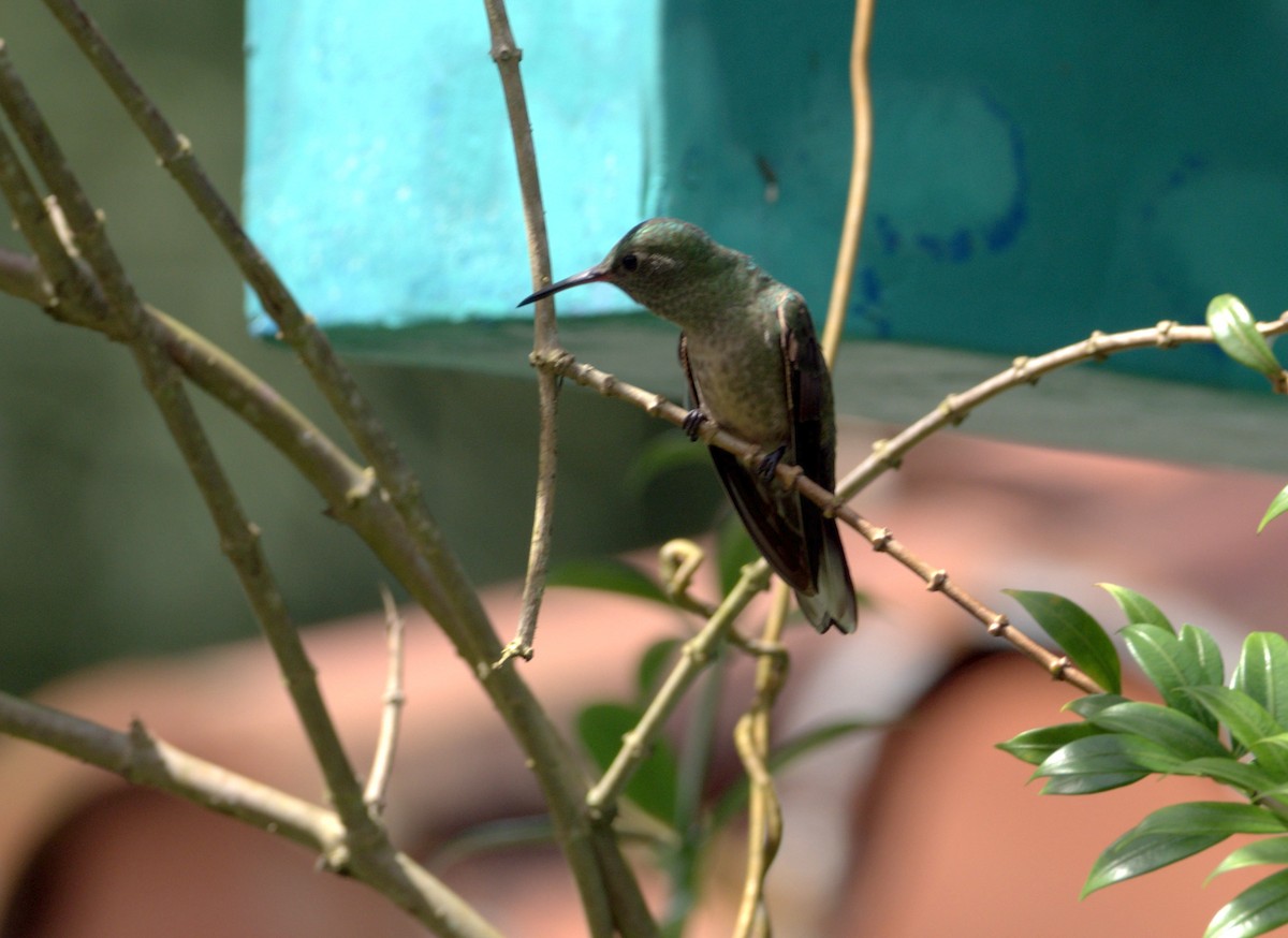 Scaly-breasted Hummingbird (Cuvier's) - ML647453204