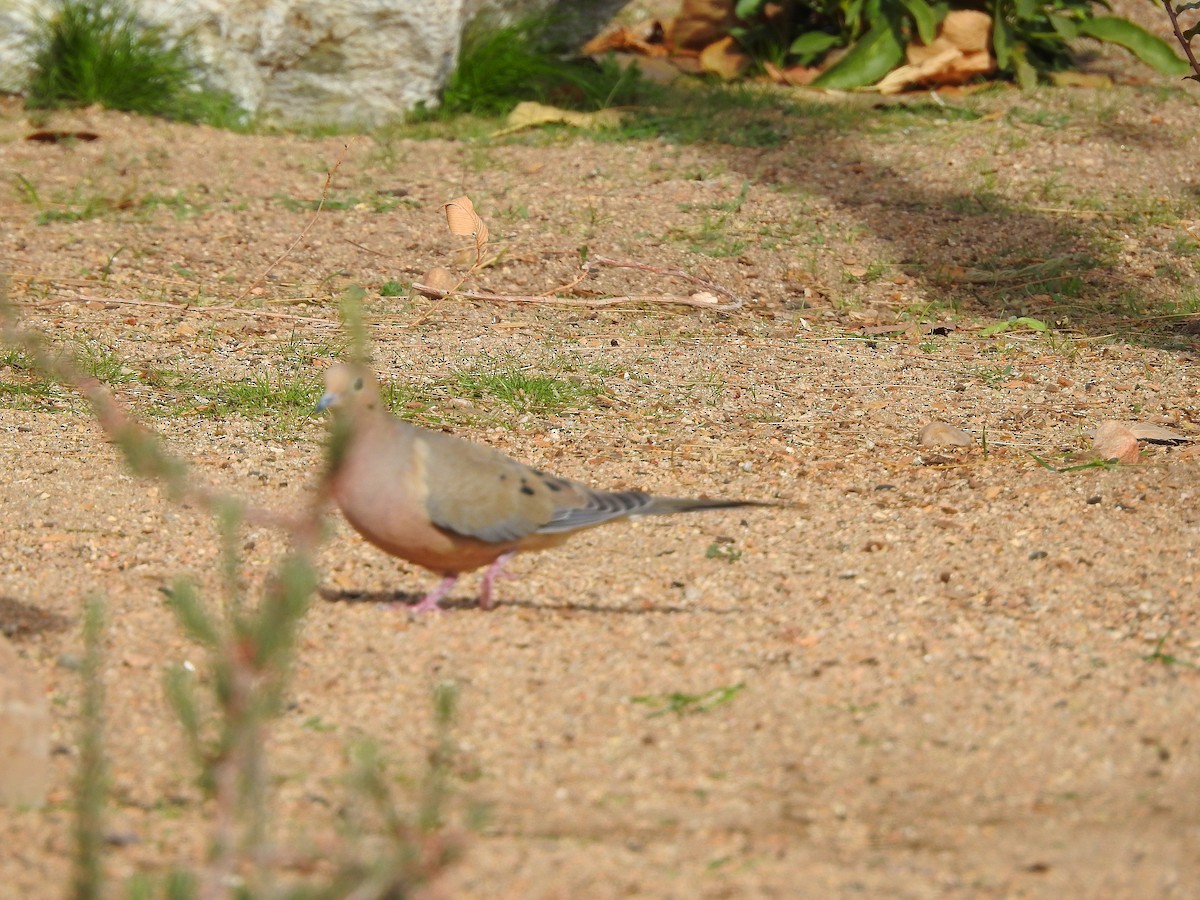 Mourning Dove - ML647453213