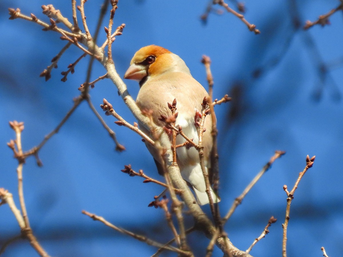 kjernebiter - ML647453216