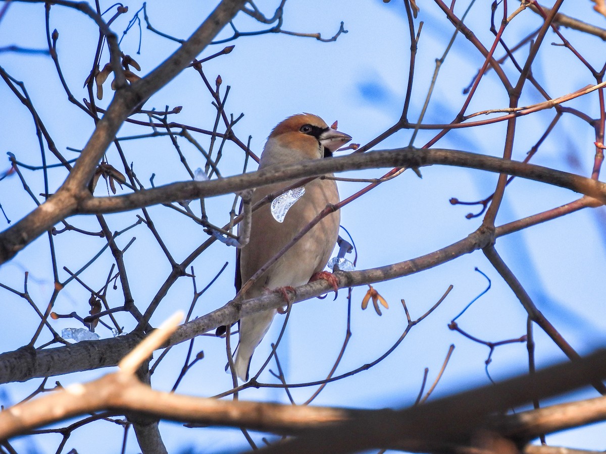 kjernebiter - ML647453217