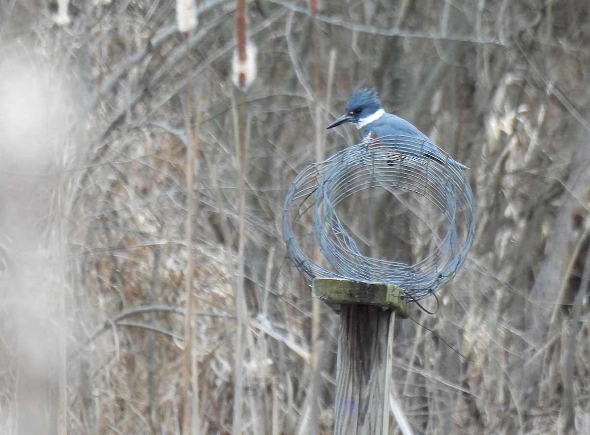Рибалочка-чубань північний - ML647453223