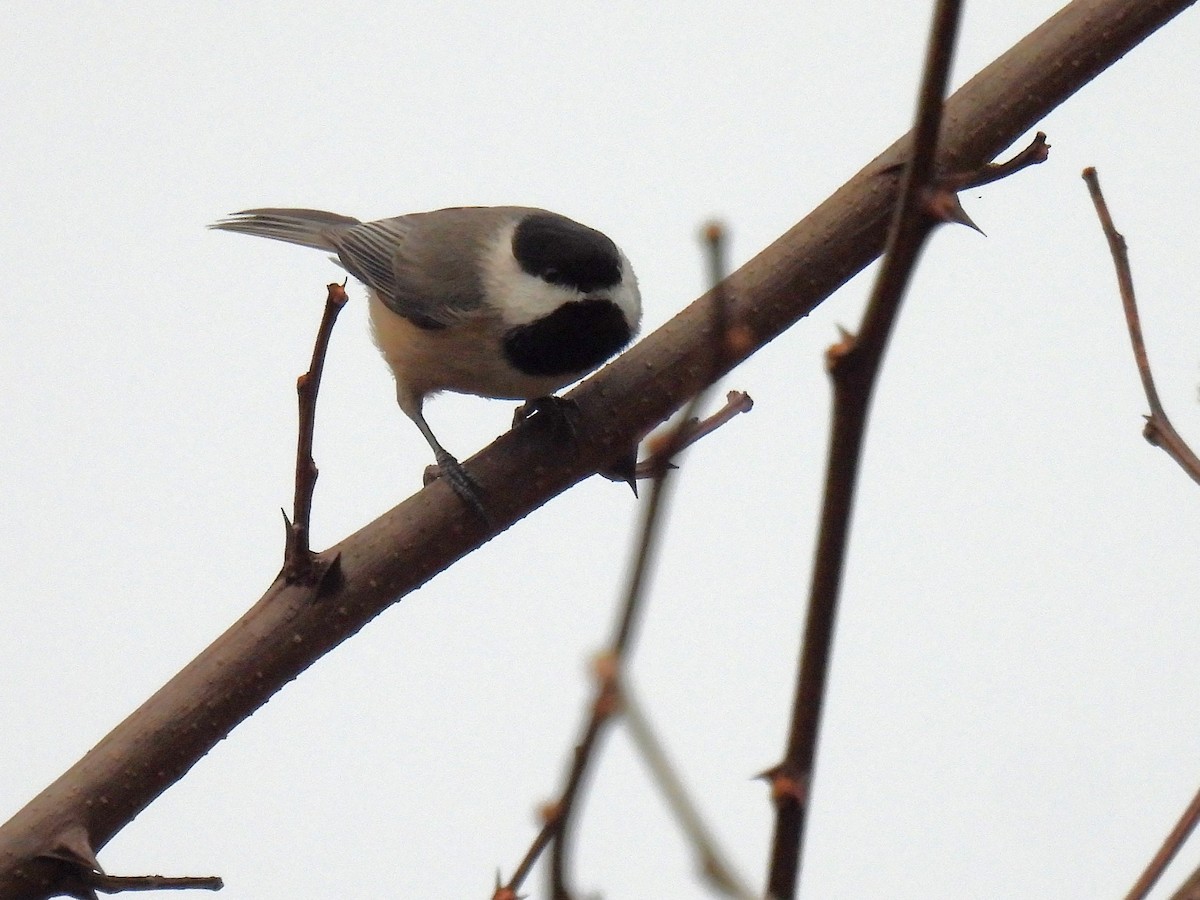 Гаїчка каролінська - ML647453224