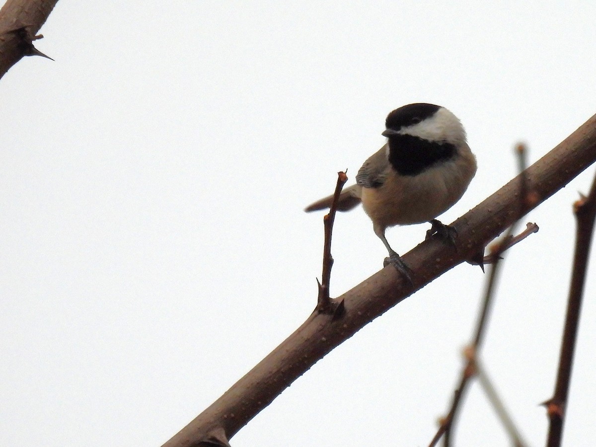 Гаїчка каролінська - ML647453225