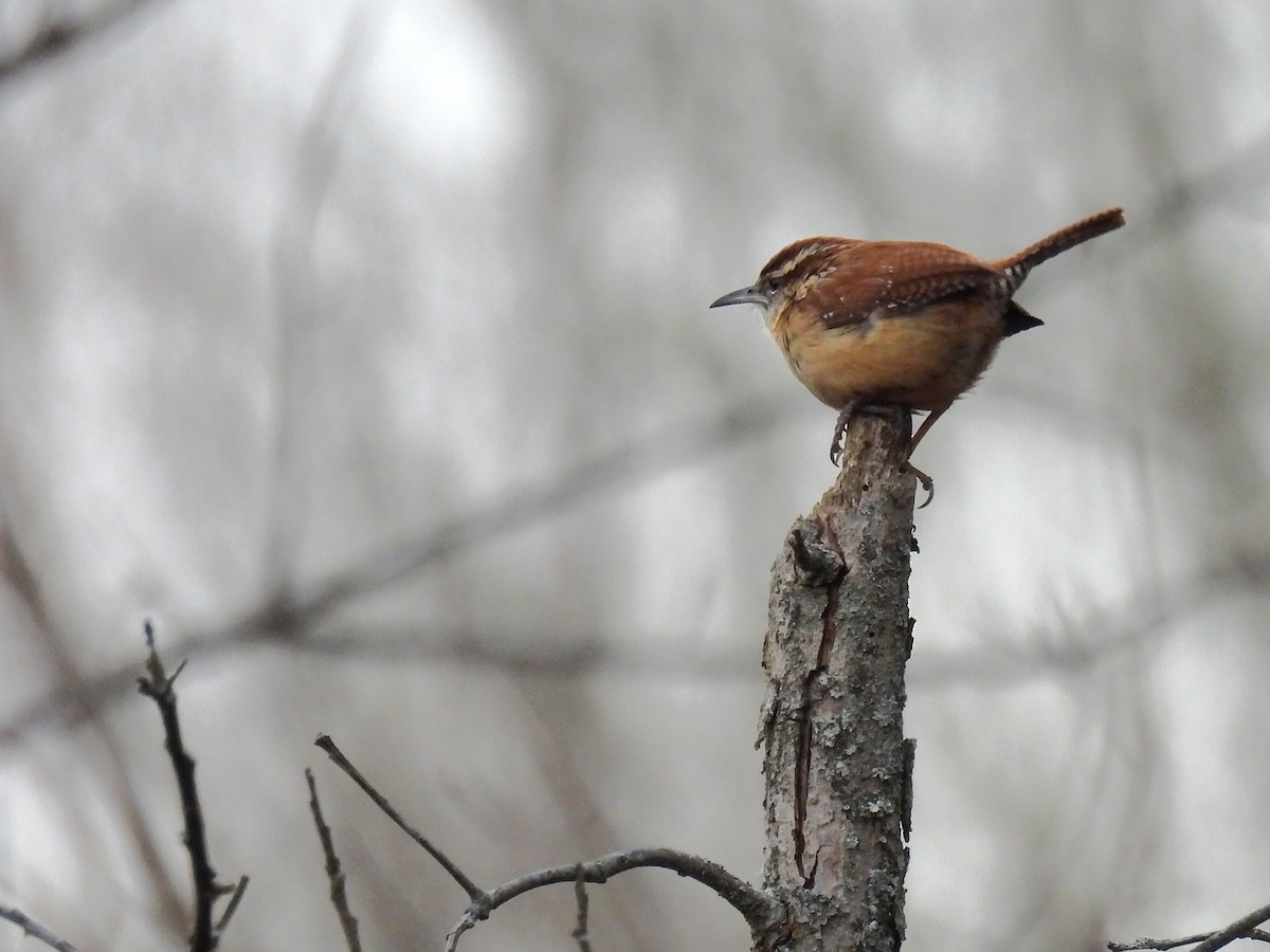 Поплітник каролінський - ML647453226