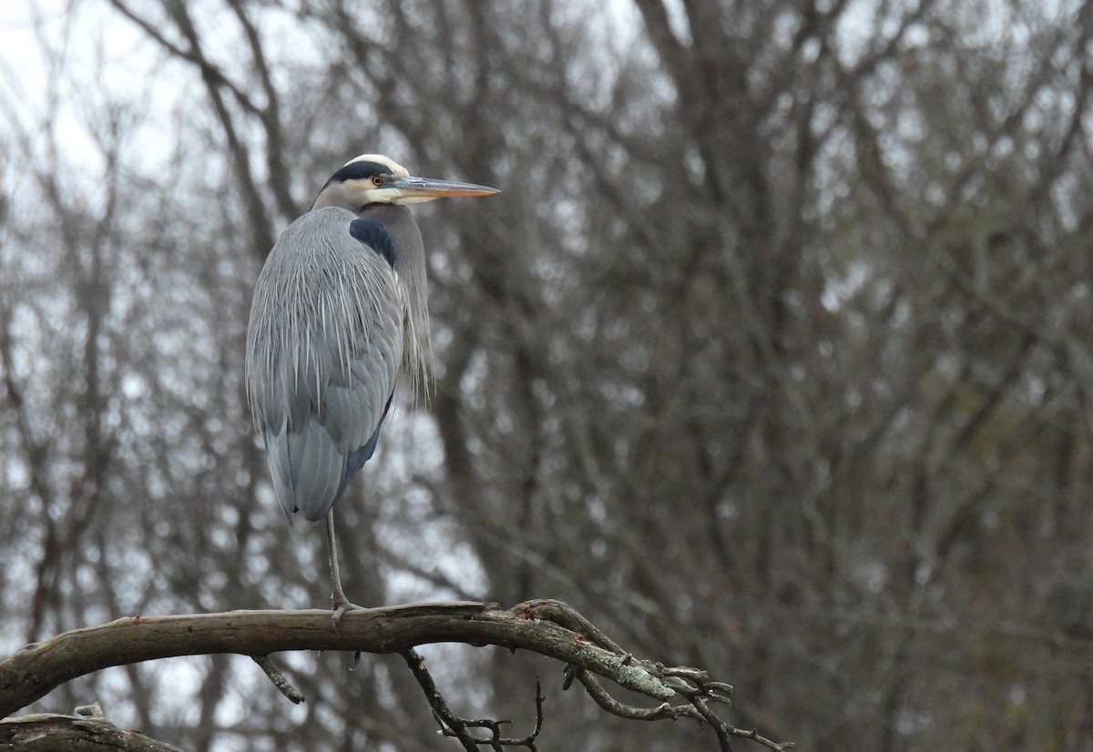 Чапля північна - ML647453233