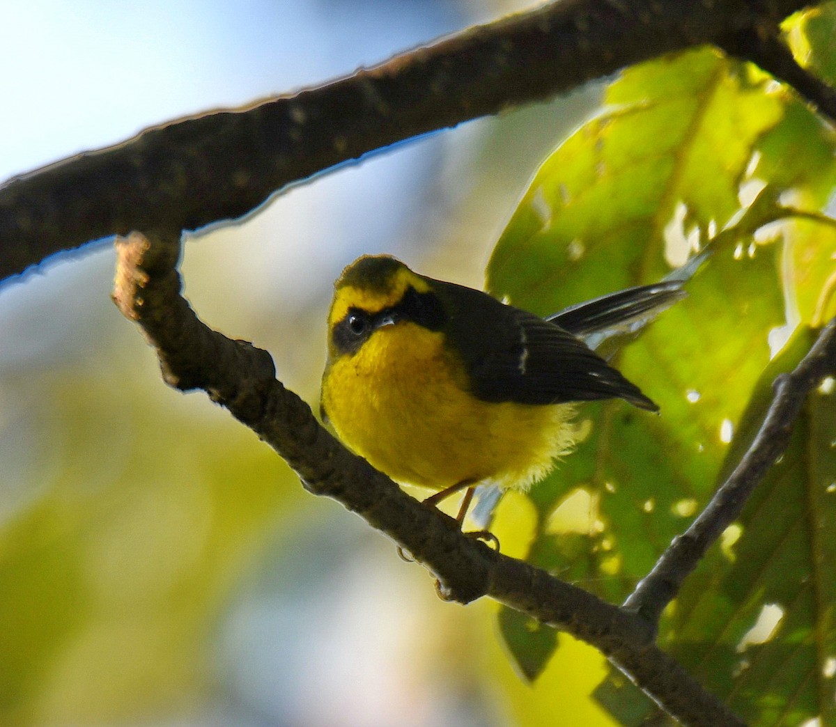 Yellow-bellied Fairy-Fantail - ML647453234