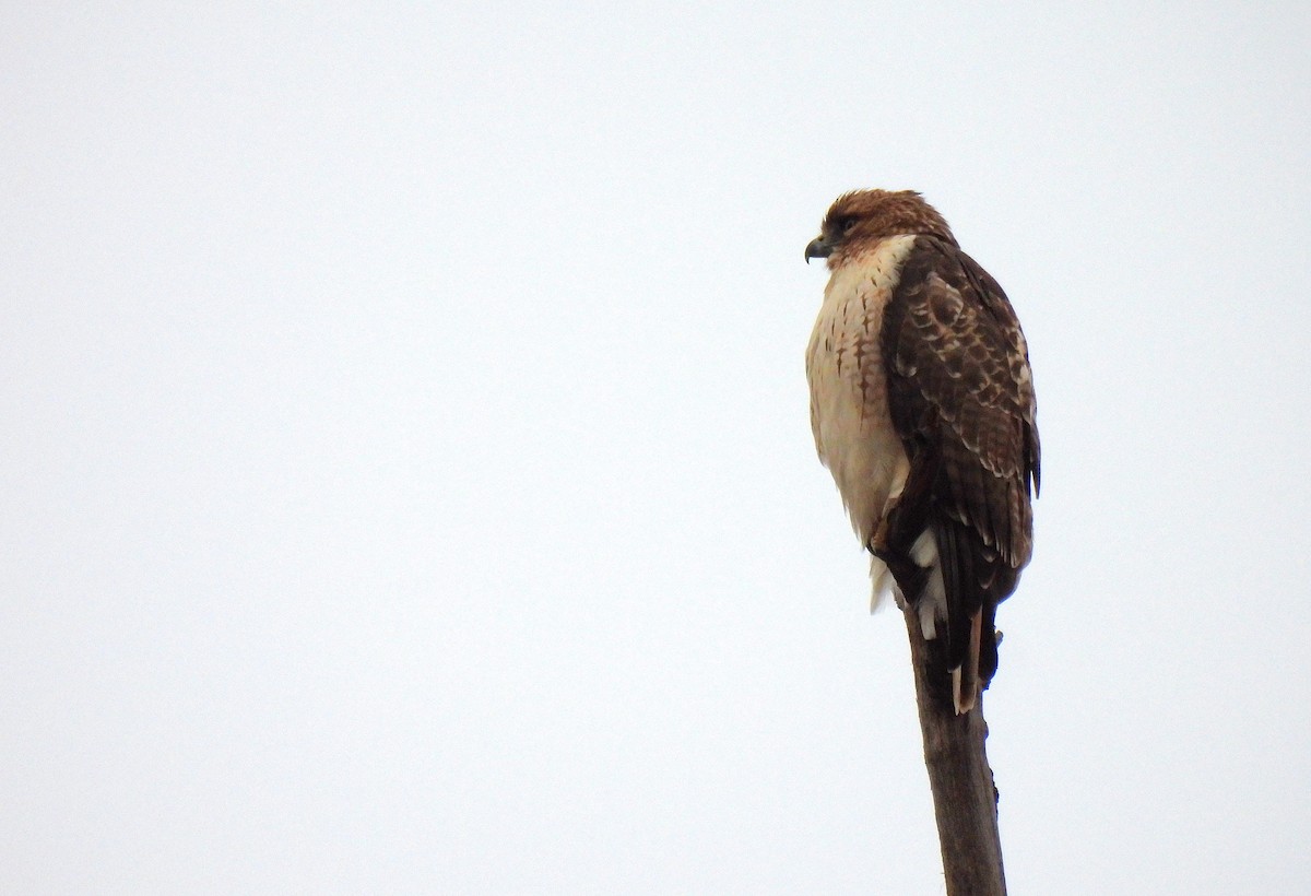 Канюк неоарктичний - ML647453243