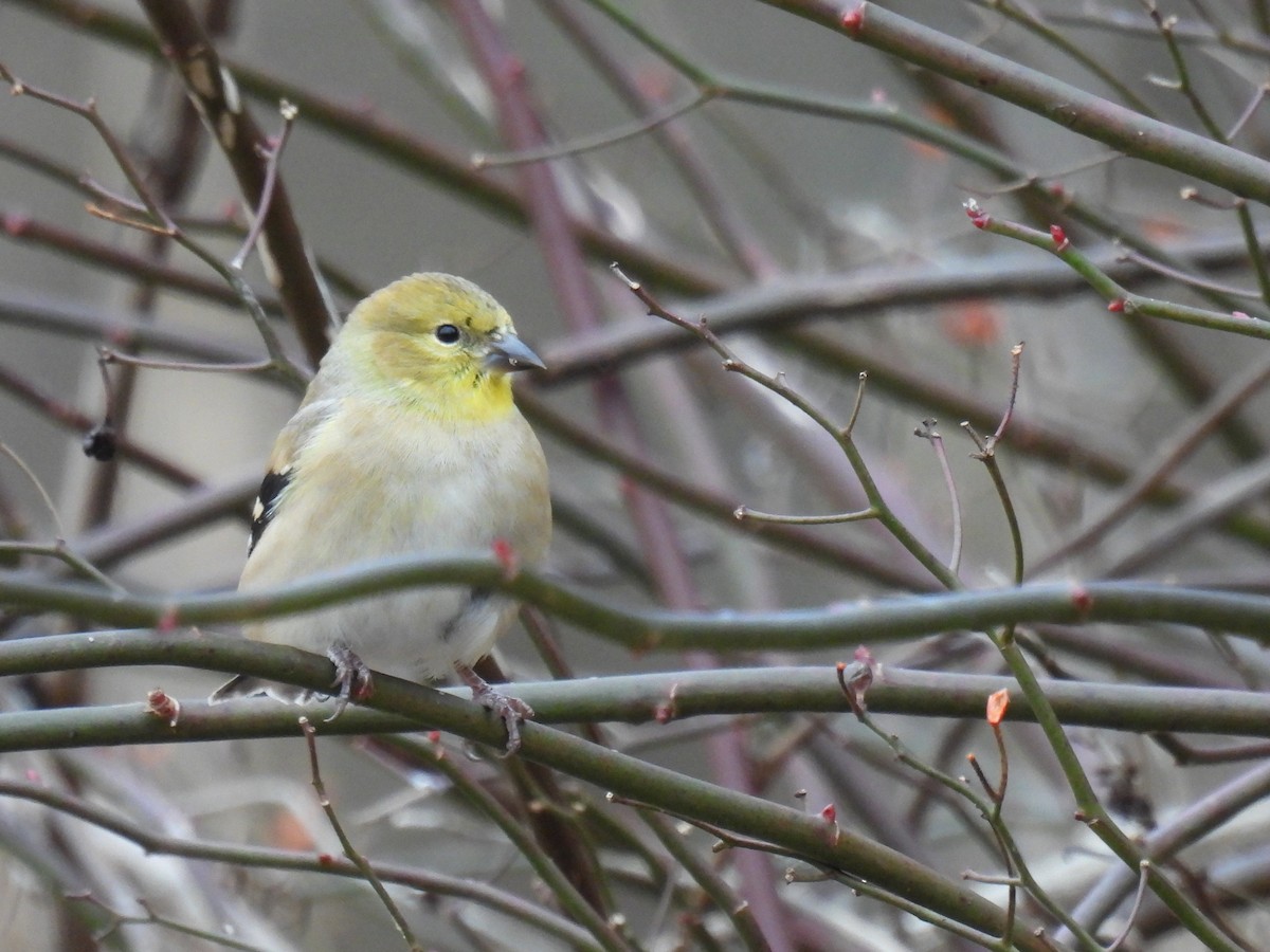 Чиж золотий - ML647453244