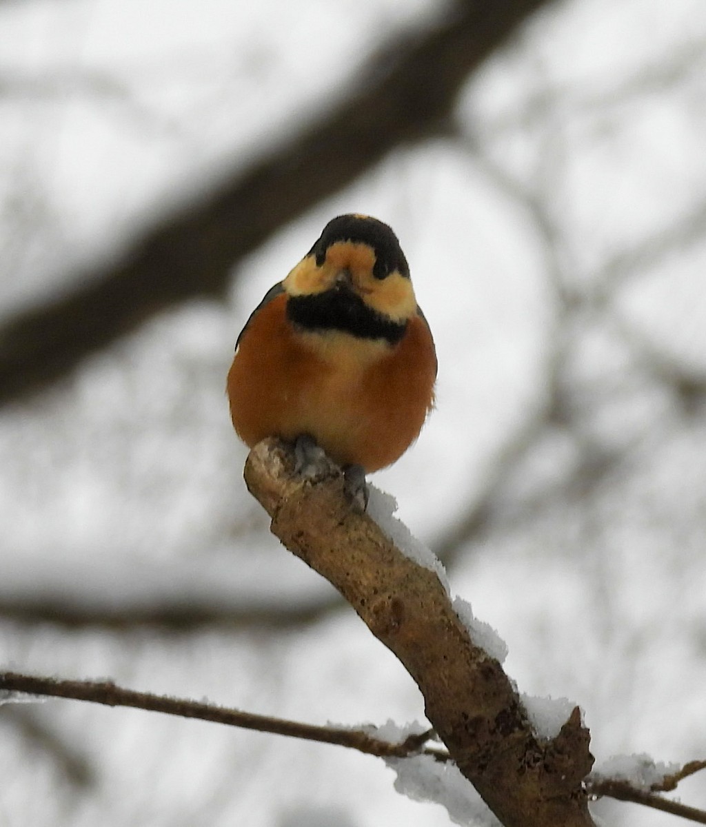 rødmeis - ML647453245