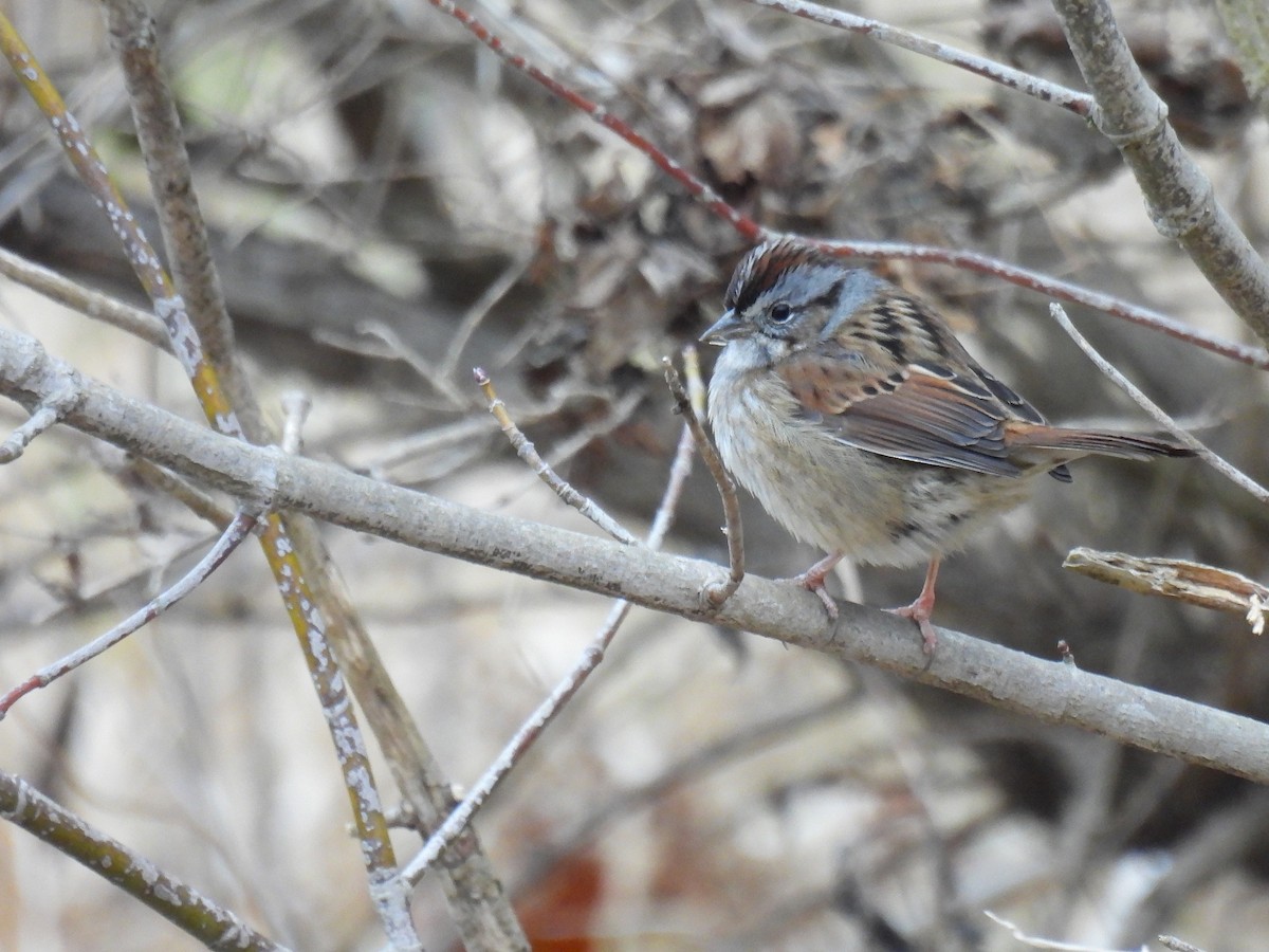 Пасовка болотяна - ML647453263