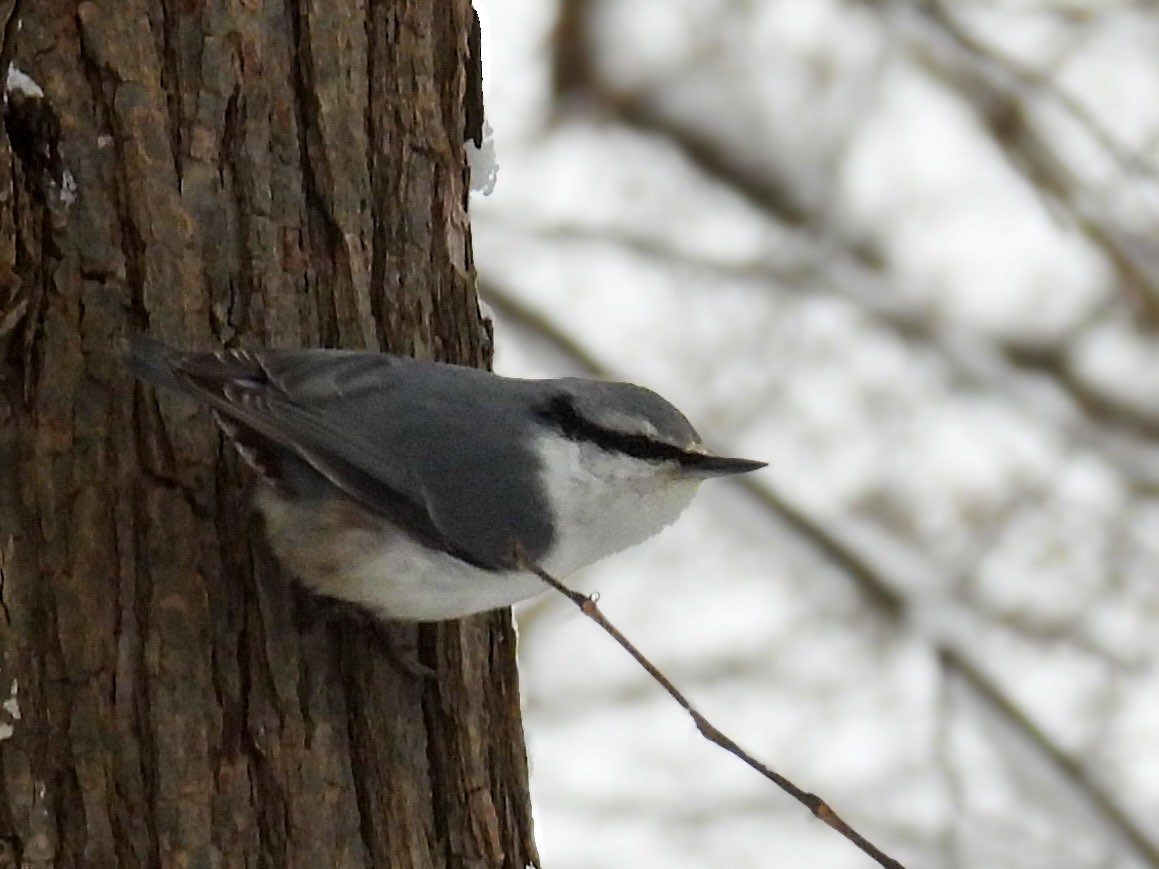 spettmeis - ML647453265