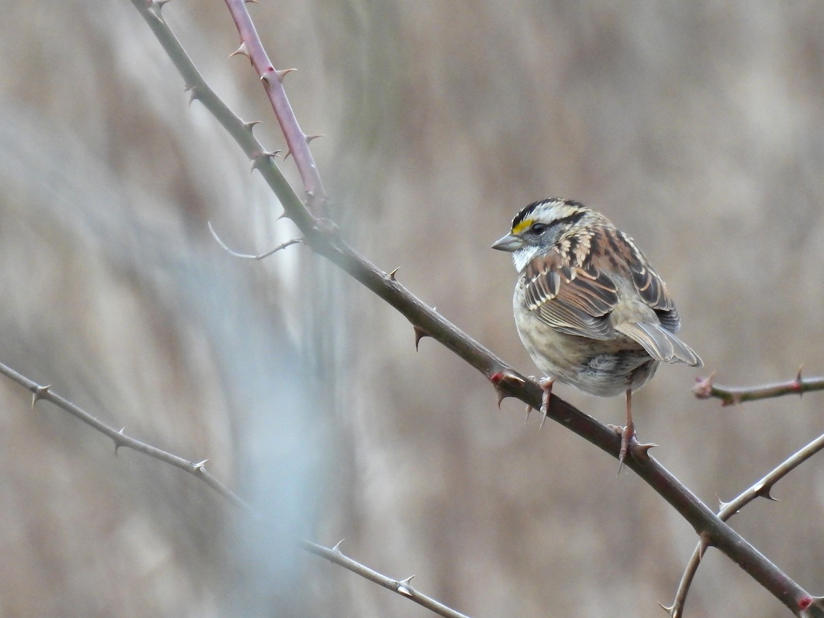 Бруант білогорлий - ML647453269