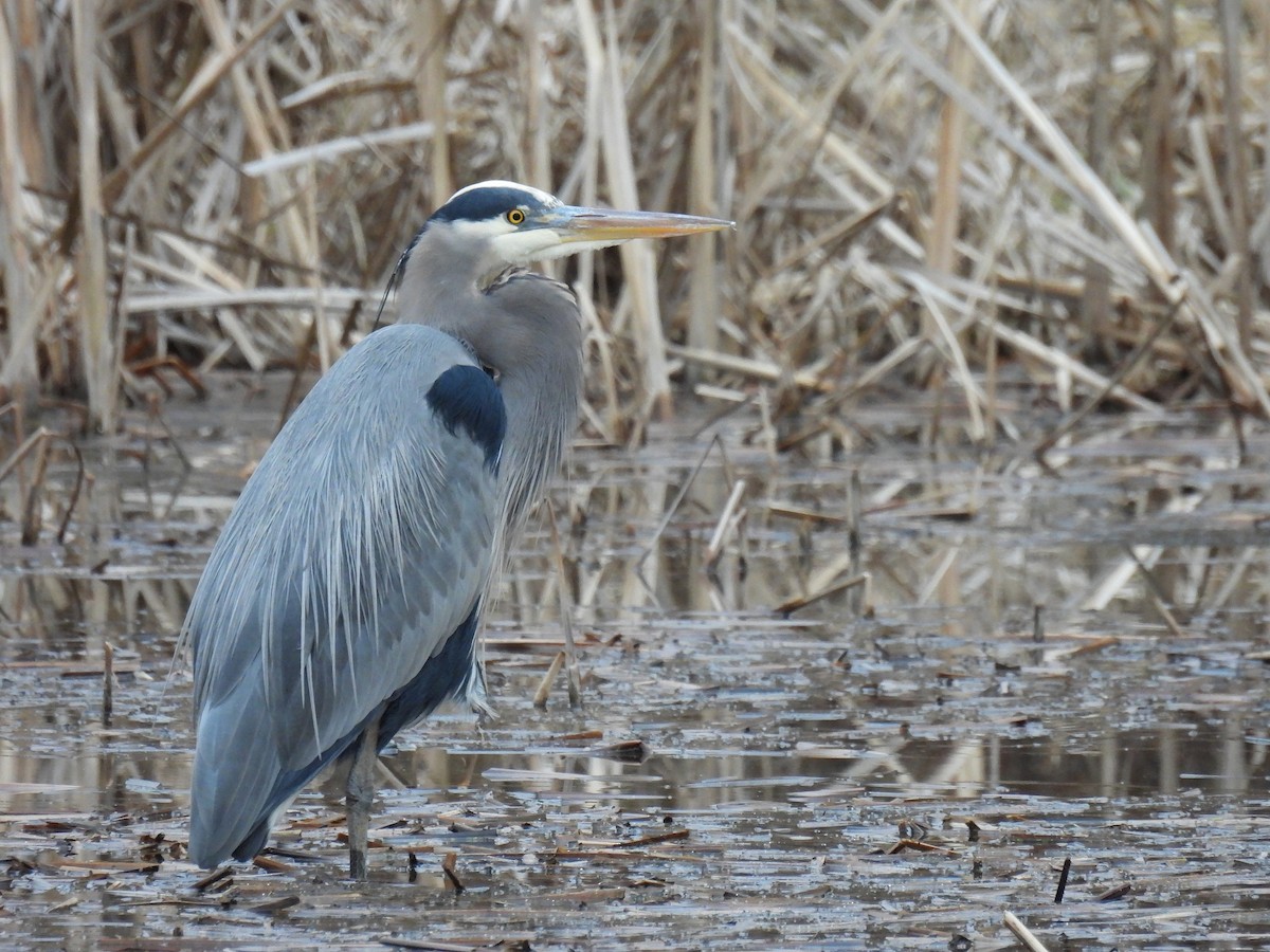 Чапля північна - ML647453270