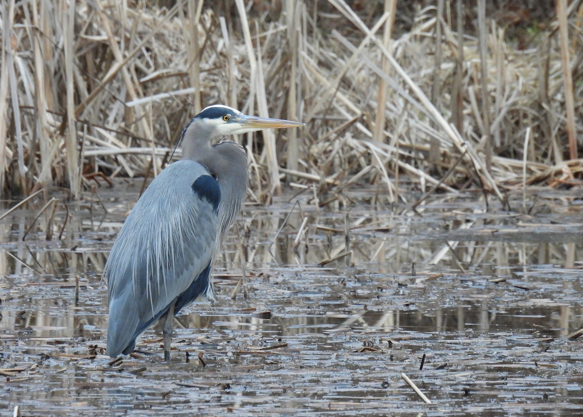 Чапля північна - ML647453271