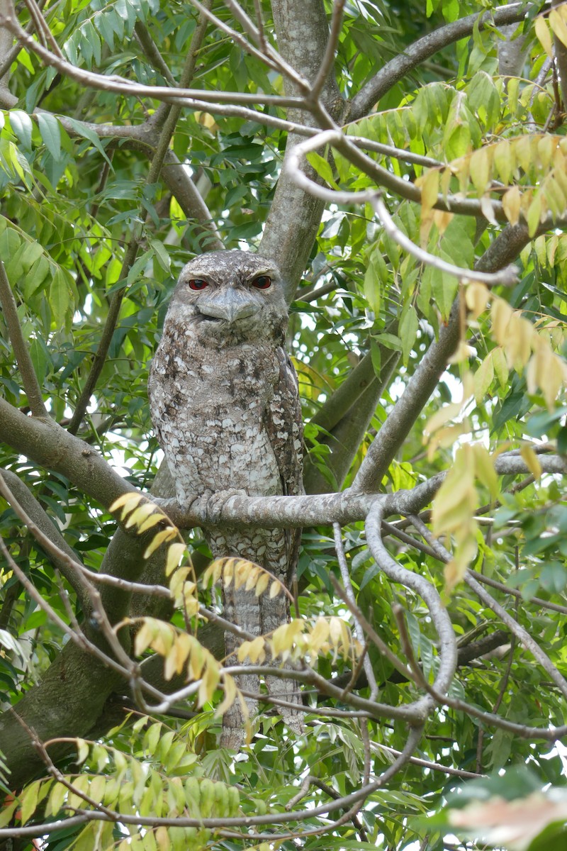 Papuan Frogmouth - ML647453276