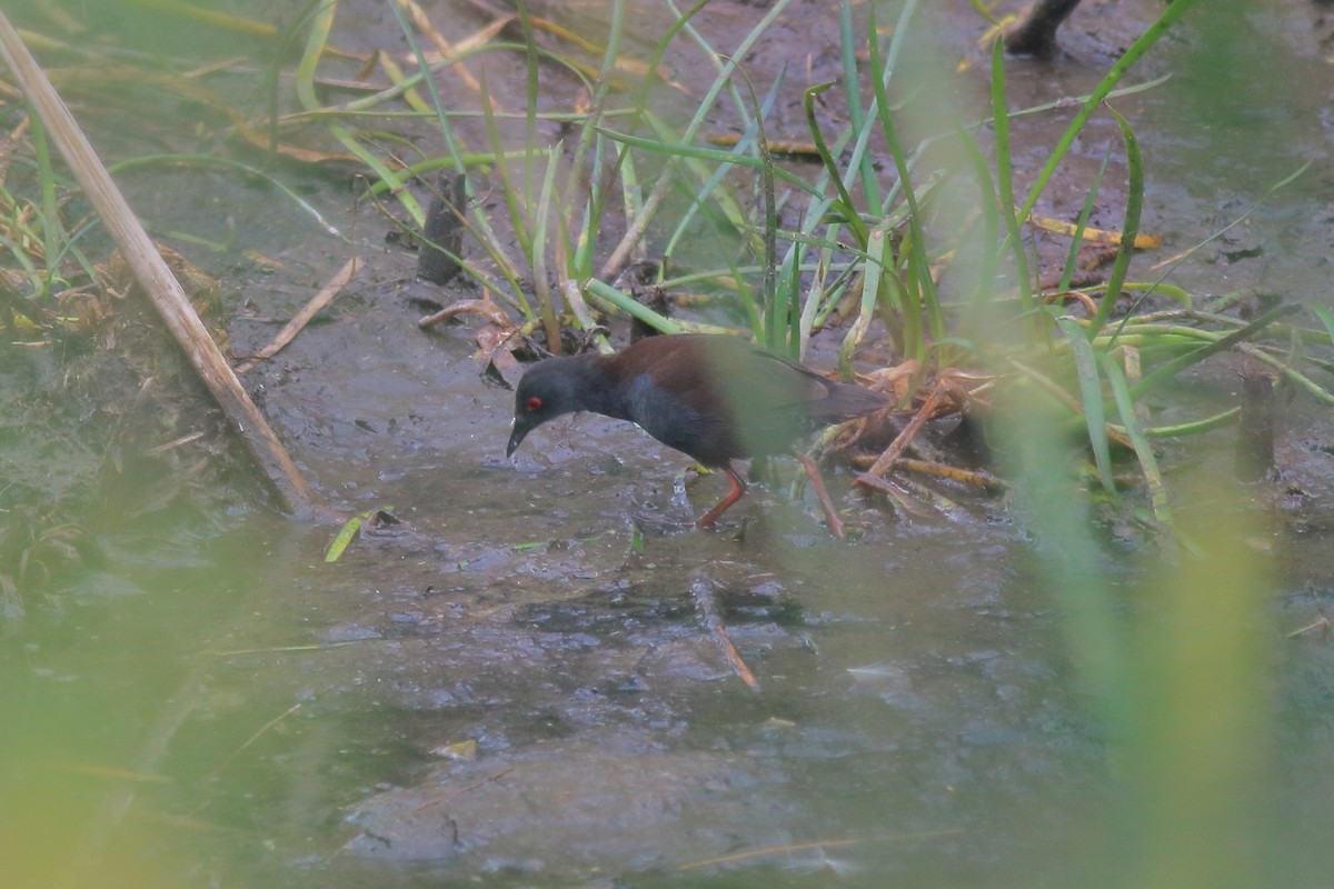 Spotless Crake - ML647453278