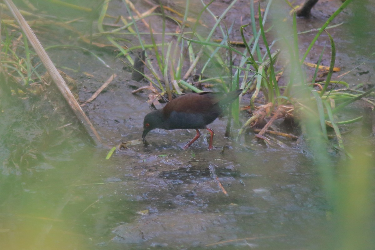 Spotless Crake - ML647453279