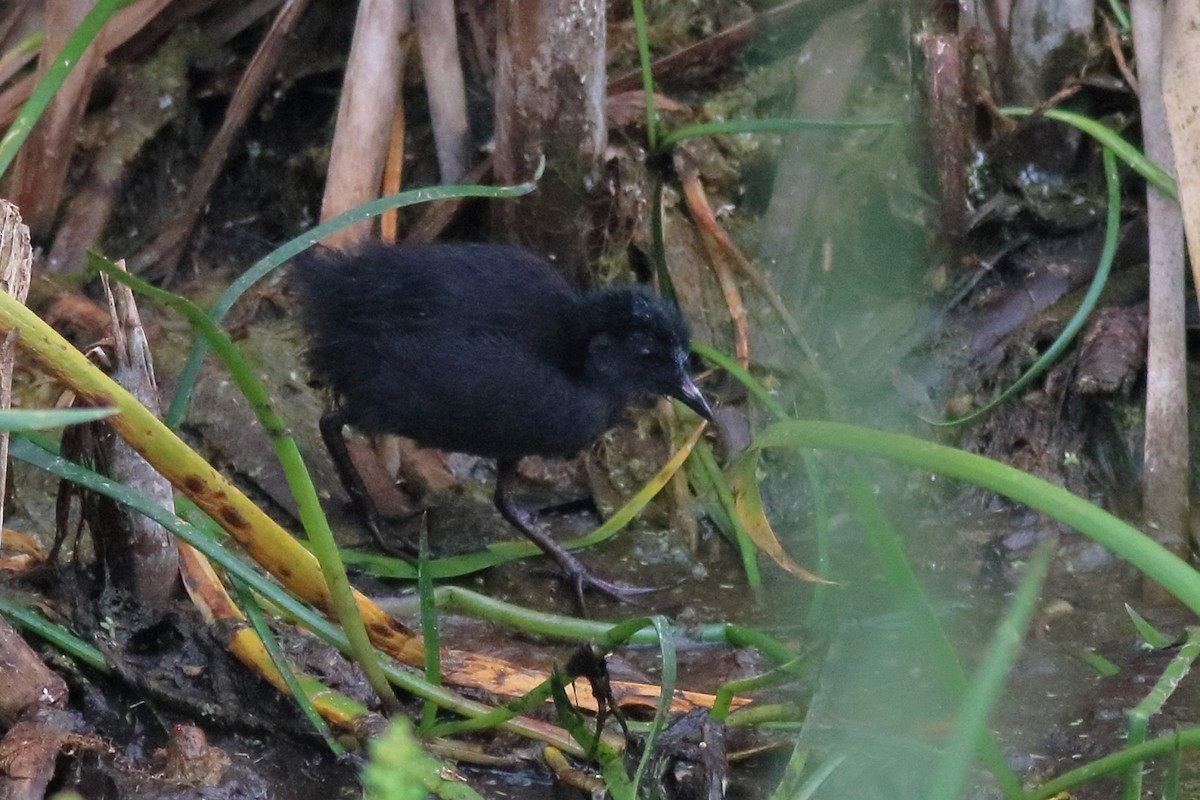 Spotless Crake - ML647453281