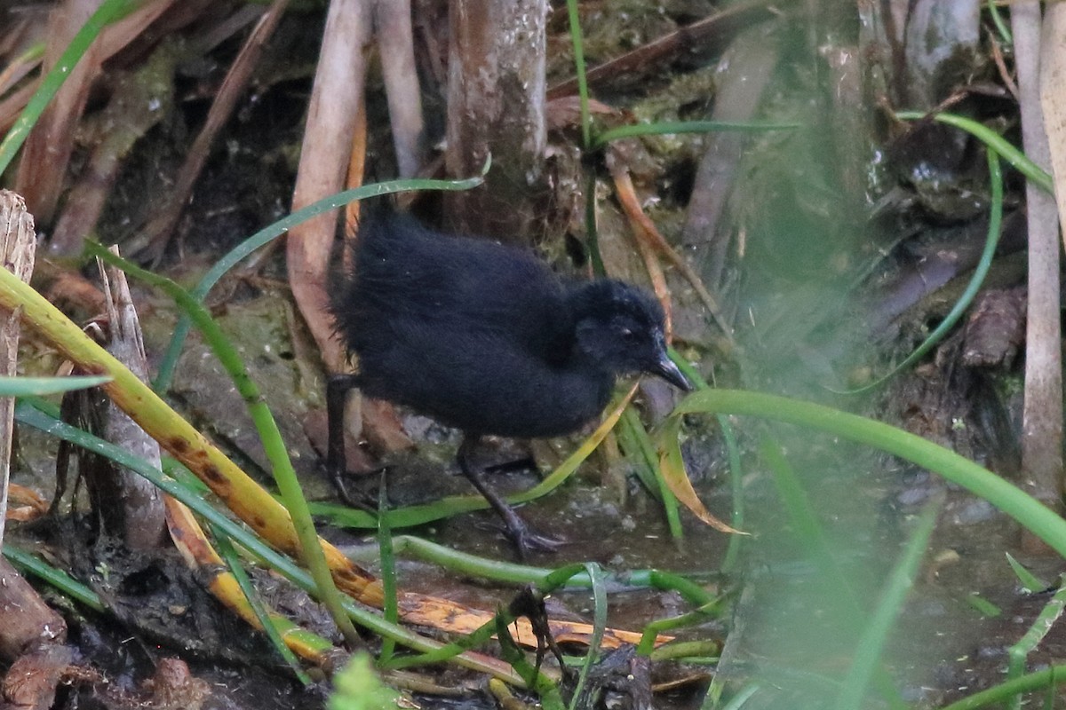 Spotless Crake - ML647453282