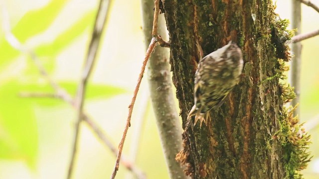 šoupálek americký - ML647453290