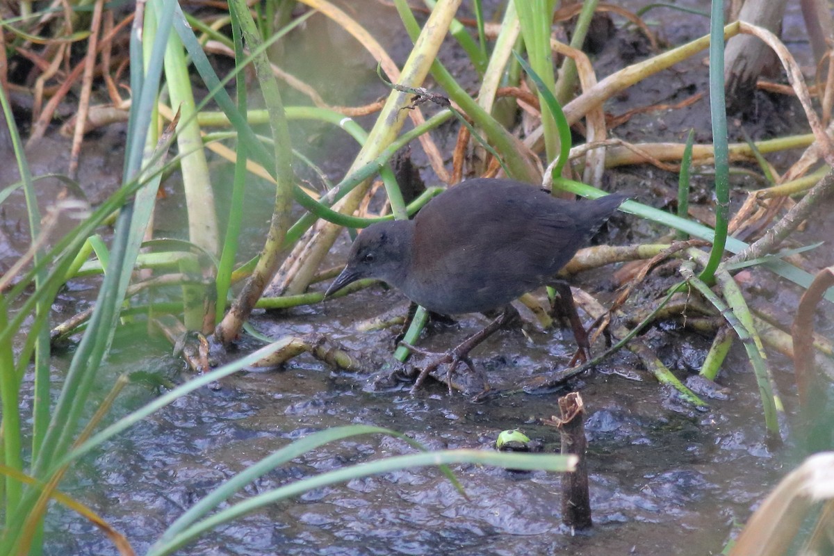 Spotless Crake - ML647453292