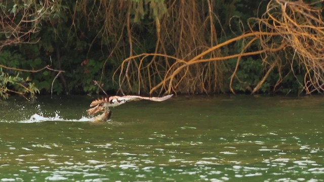 orlovec říční (ssp. carolinensis) - ML647453300