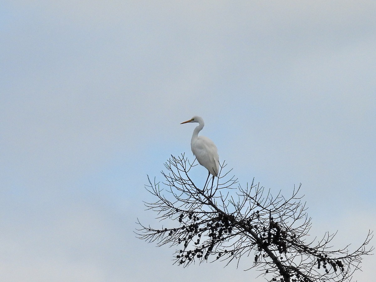 egretthegre - ML647453302