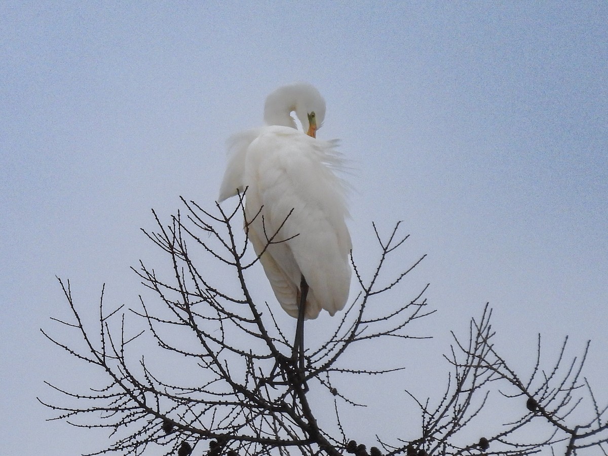 egretthegre - ML647453303