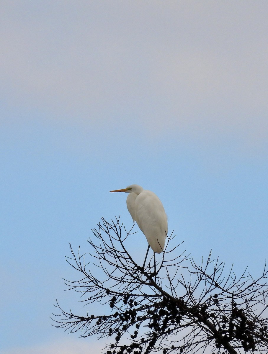 egretthegre - ML647453304