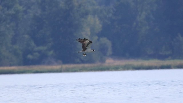 orlovec říční - ML647453309