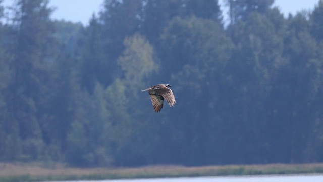 orlovec říční - ML647453310