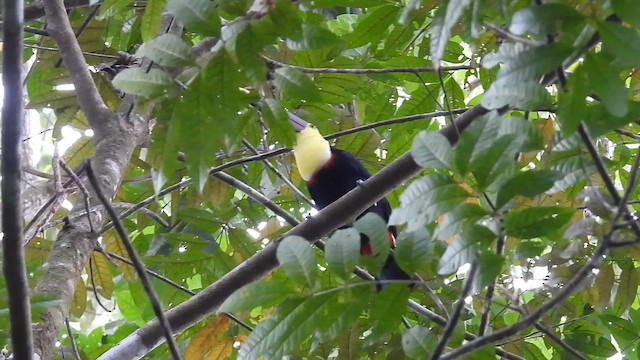 tukan žlutohrdlý - ML647453321