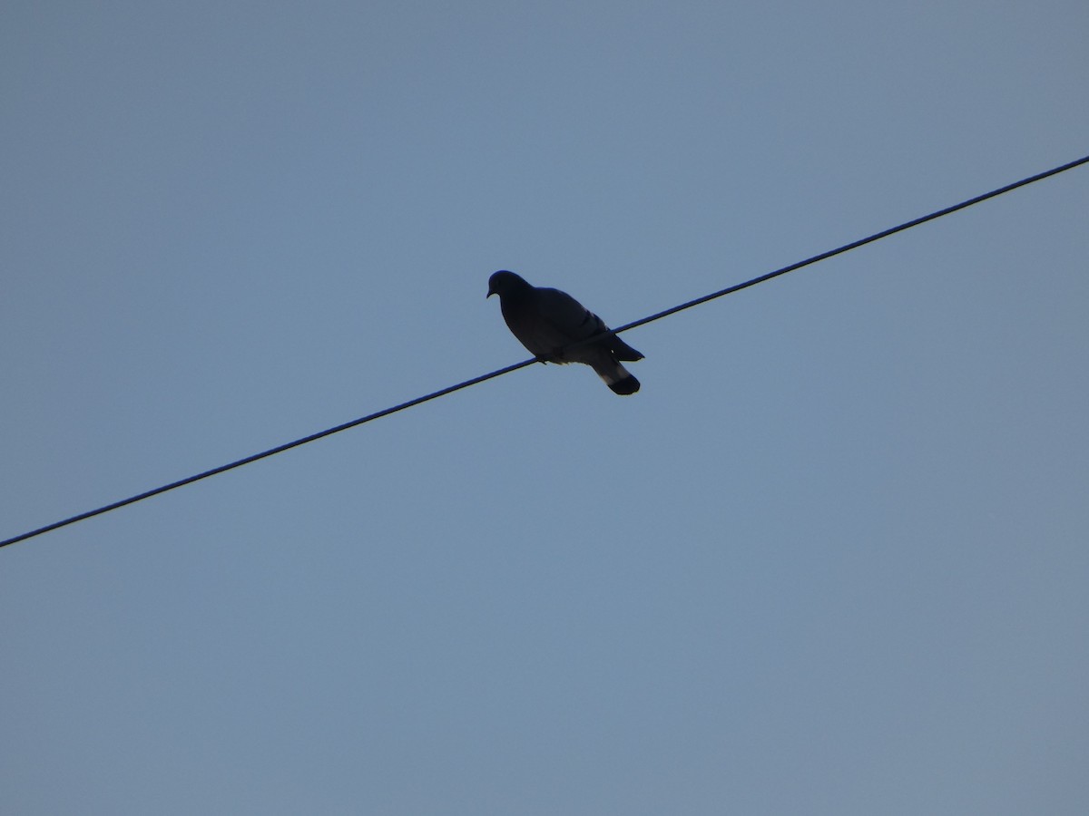 Hill Pigeon - ML647453323