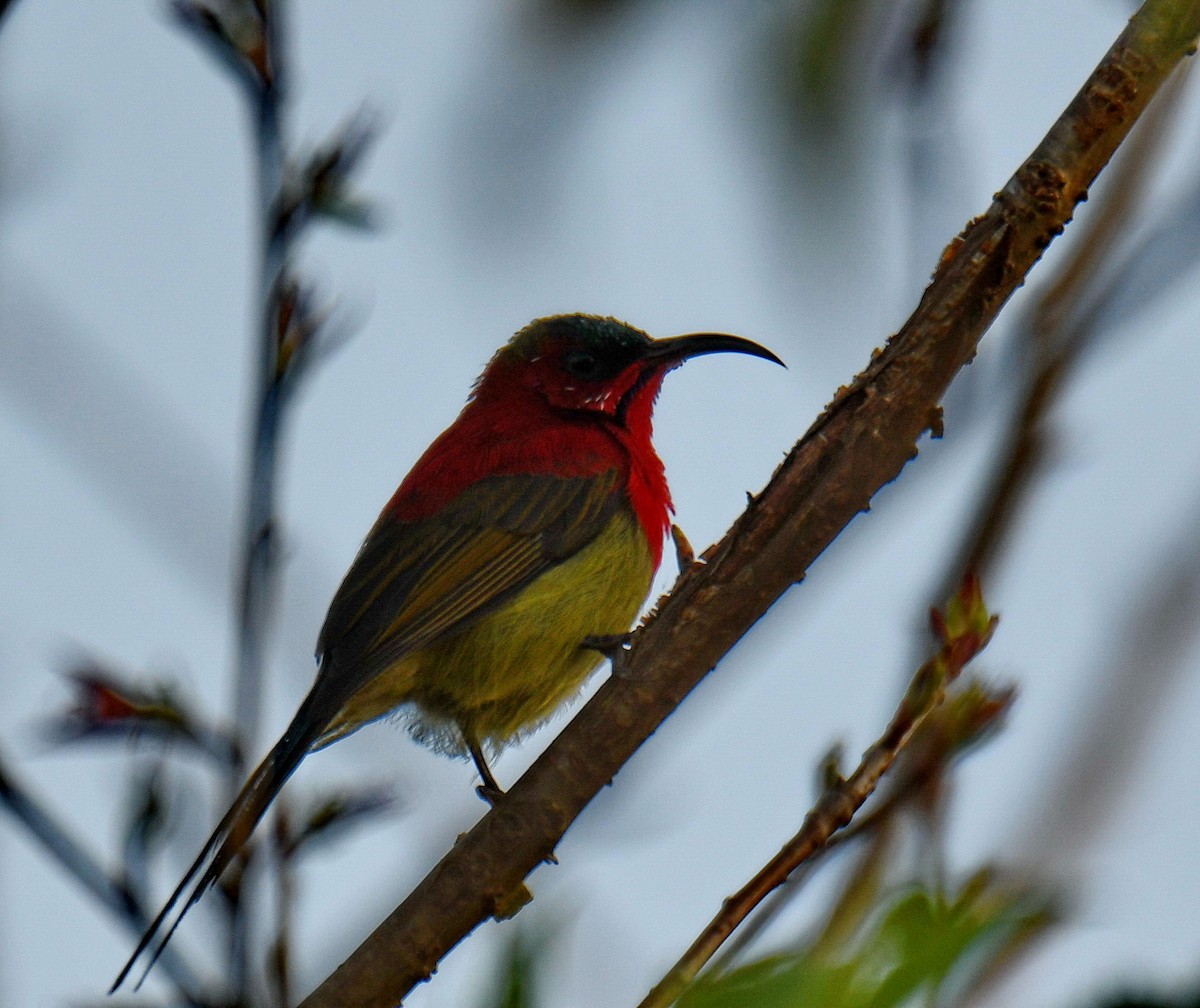 Crimson Sunbird - ML647453325