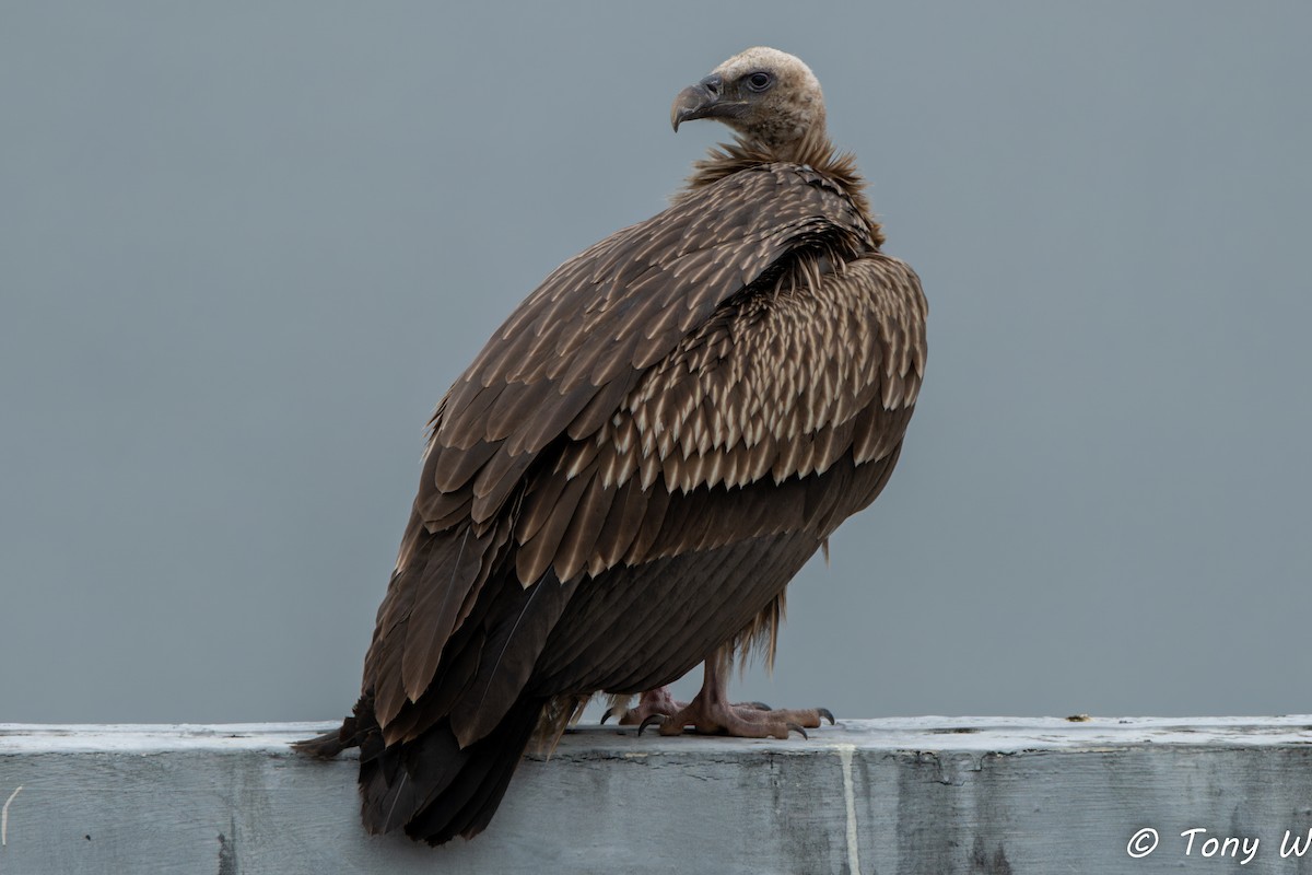 Vautour de l'Himalaya - ML647453365