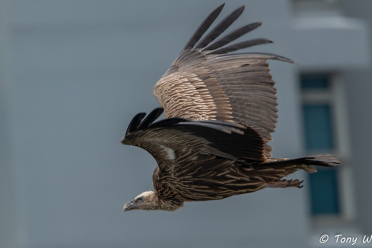 Vautour de l'Himalaya - ML647453366