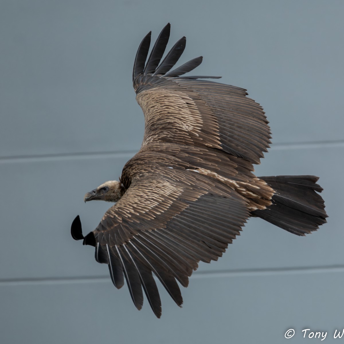 Vautour de l'Himalaya - ML647453367