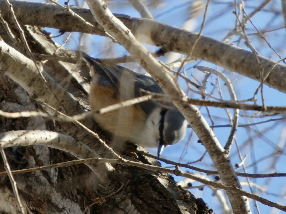סיטה אירופית - ML647453376
