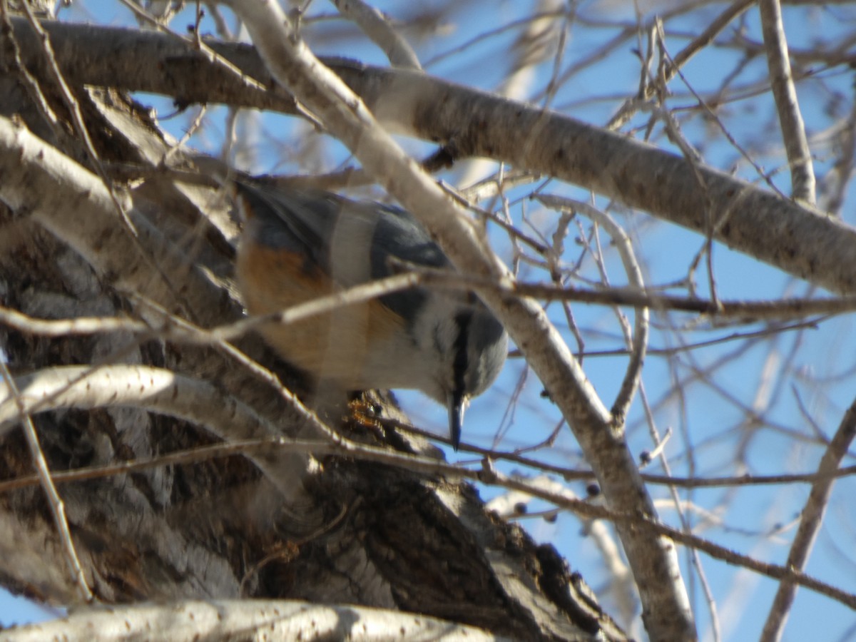 סיטה אירופית - ML647453377