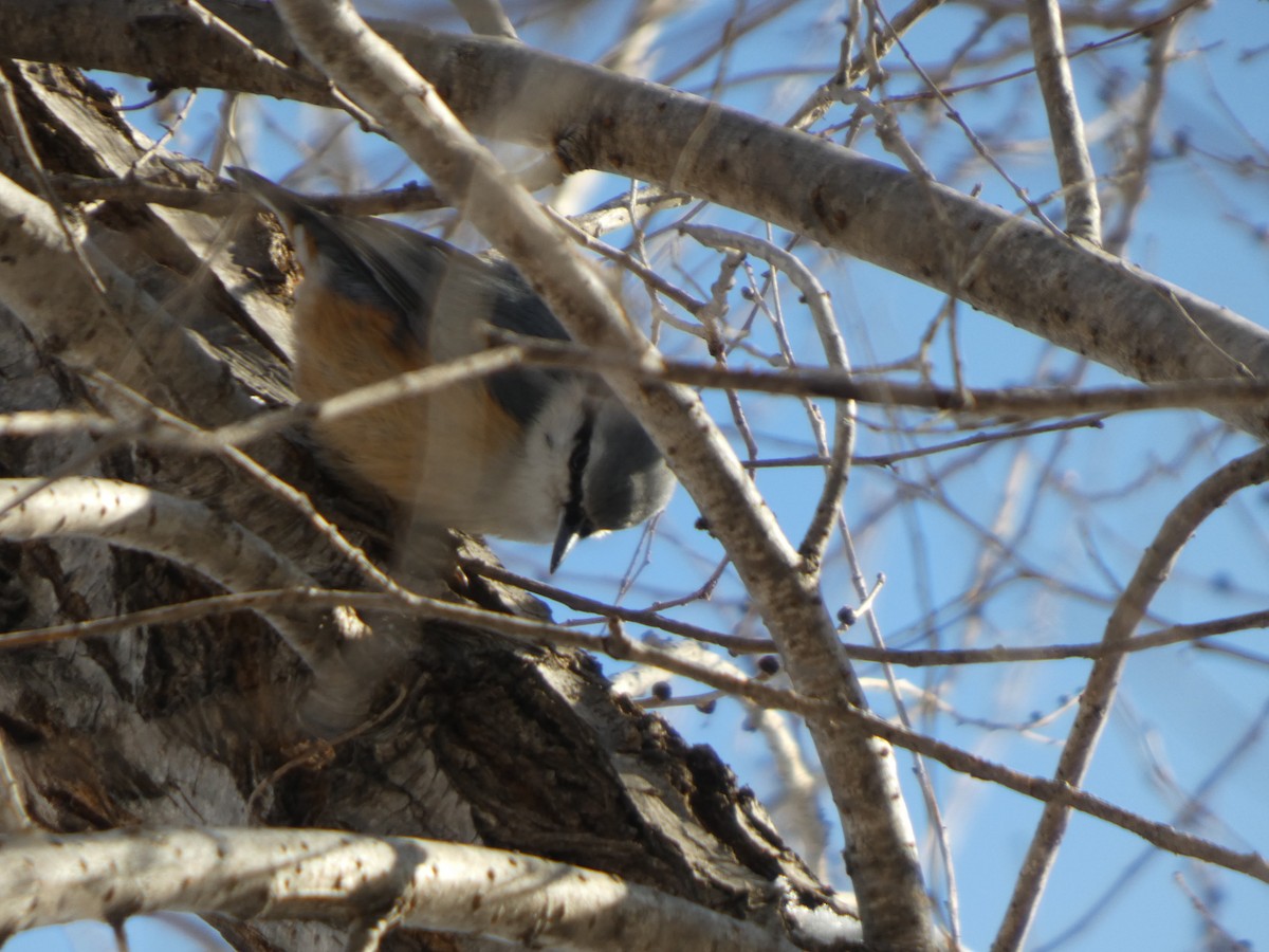 סיטה אירופית - ML647453379