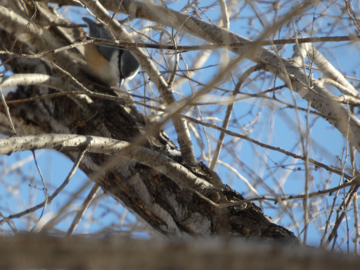 סיטה אירופית - ML647453380