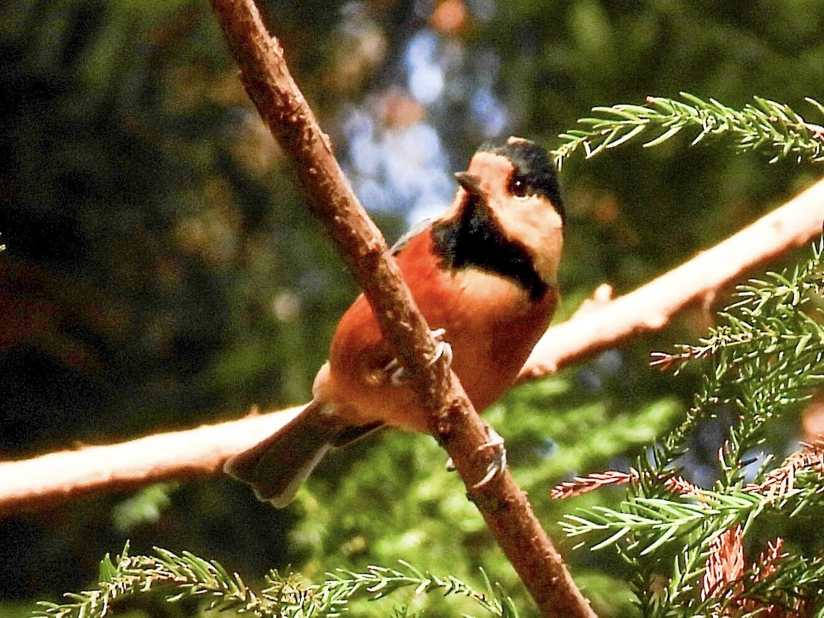 rødmeis - ML647453384