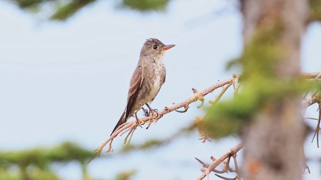 tyranovec severský - ML647453390