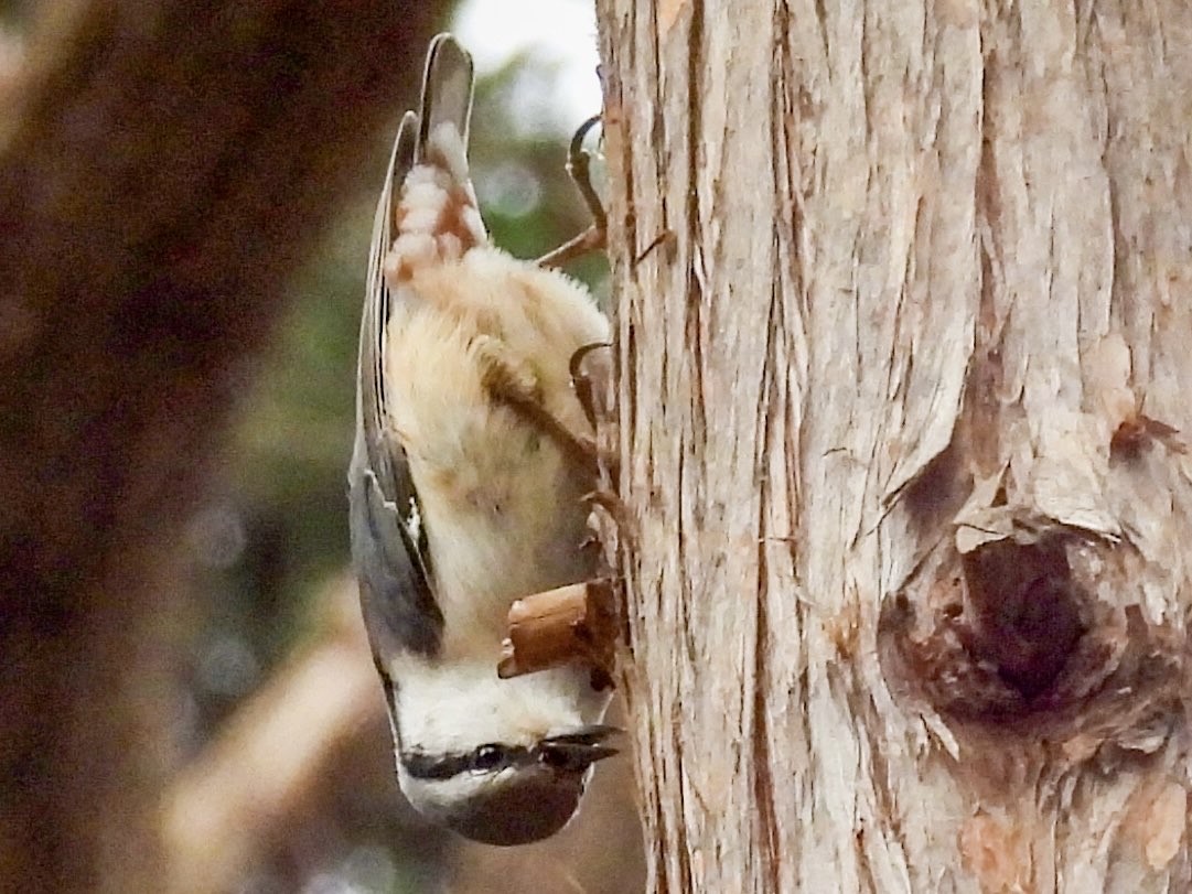 spettmeis - ML647453402