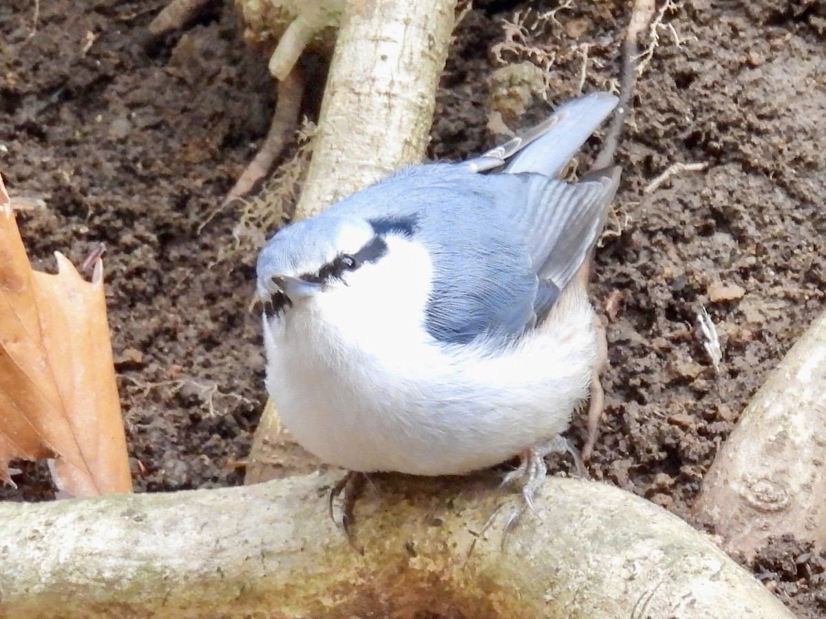 spettmeis - ML647453403