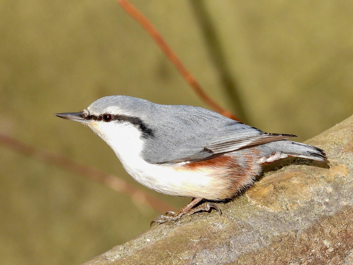 spettmeis - ML647453404